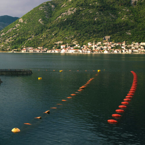 Farm mussels montenegro
